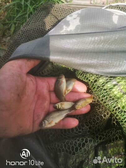 Наживка на судака