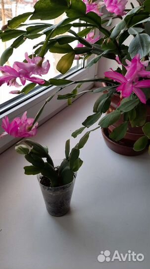 Декабрист шлюмбергера