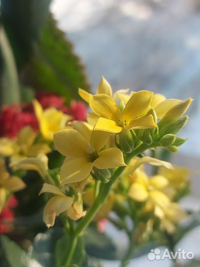 Каланхоэ жёлтый