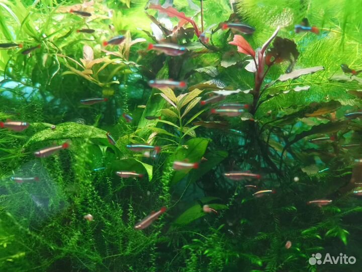 Кардиналы вуалевые