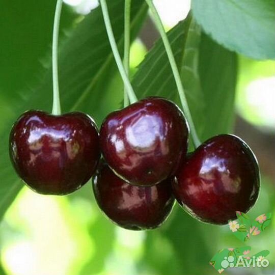 Черешня Ленинградская черная