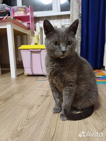 Кошка ищет дом