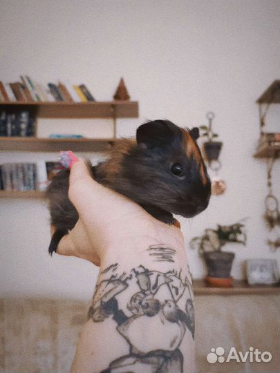 Морские свинки + клетка + вальер