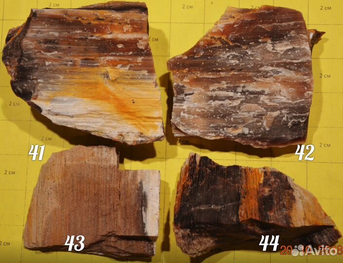 Разная окаменелая древесина (окаменелости)