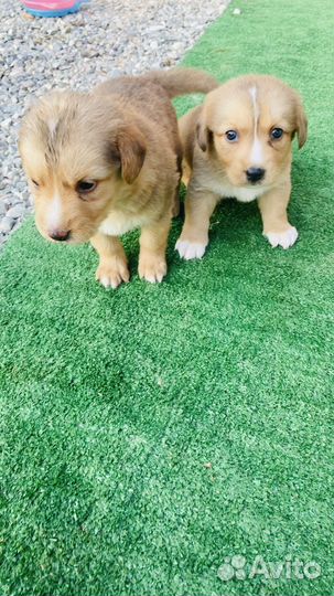 Собака в добрые руки отдам бесплатно