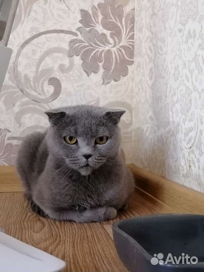 Шотландская вислоухая кошка бесплатно
