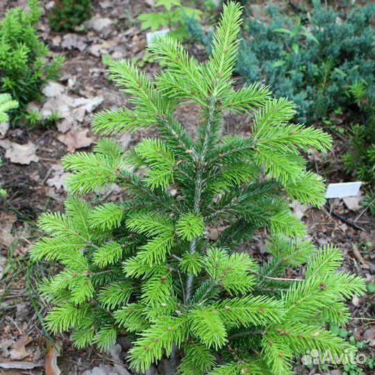 Саженцы Деревьев