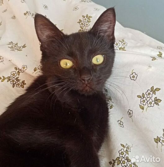 Девочка котёнок, 6 месяцев