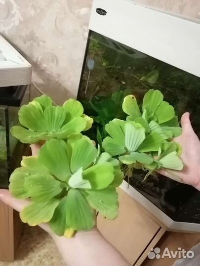 Пистия (аквариумное растение)