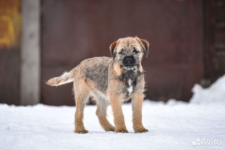 Щенок бордер терьера