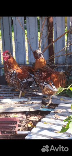 Петух Русской хохлатой