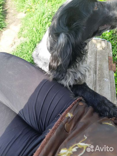 Собаки в дар бесплатно