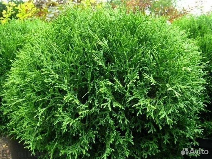 Туя западная Хозери