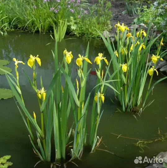 Ирис желтый
