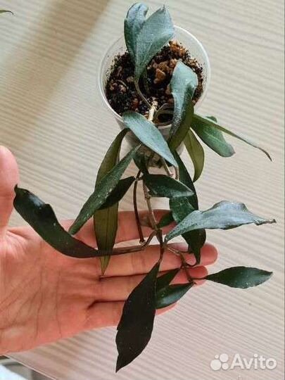 Хойи разные