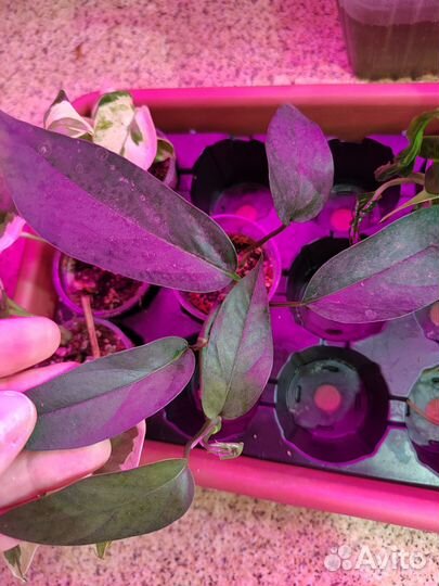 Комнатные растения #1