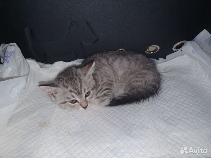 Кошка в дар бесплатно