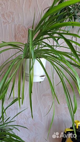 Комнатные цветы