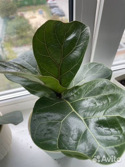 Фикус лирата бамбино