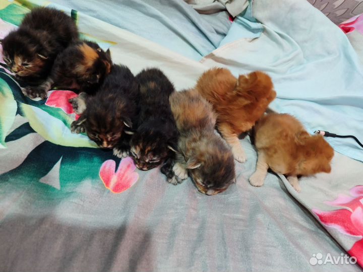 Котята мейн-кун бронь