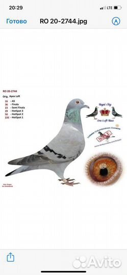 Спортивные голуби