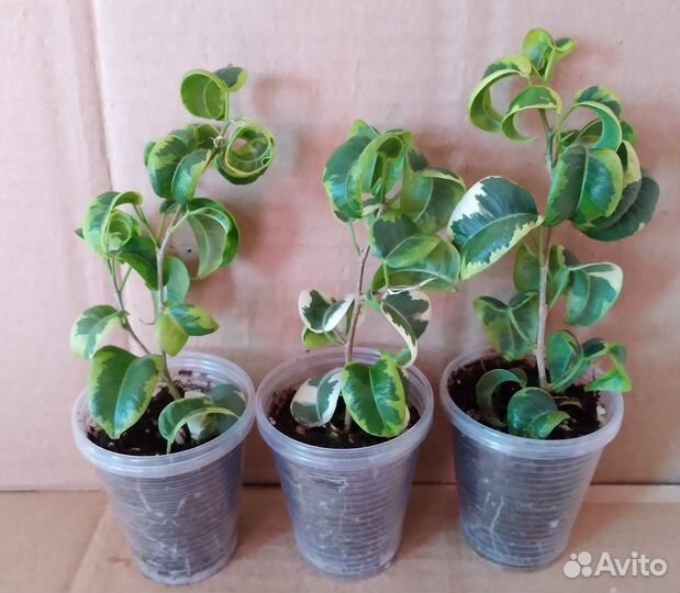 Фикусы сортовые пестролистные