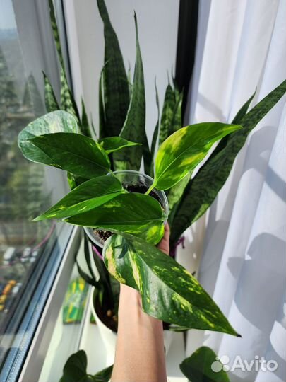 Эпипремнум