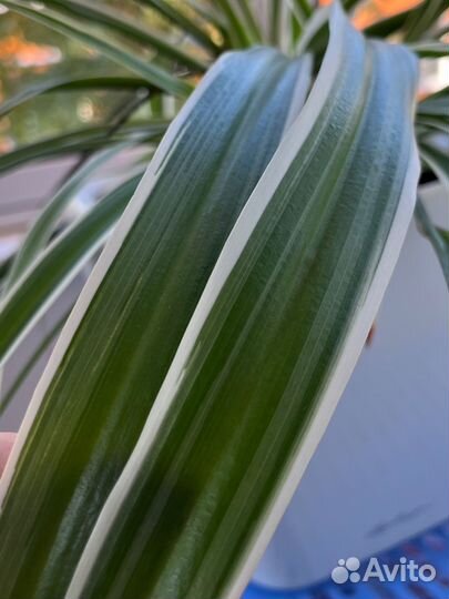 Хлорофитум лаксум