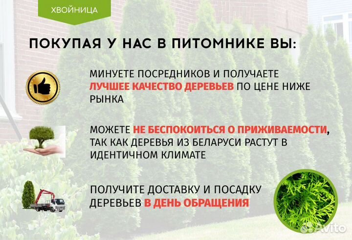 Туи крупномеры 7 м