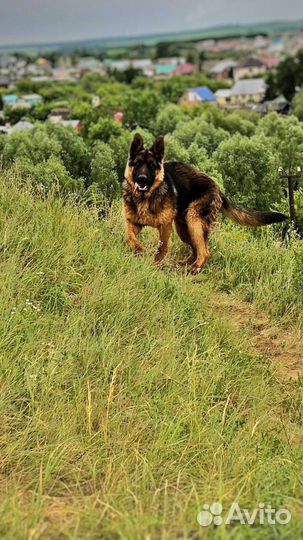Немецкая овчарка вязка кабель