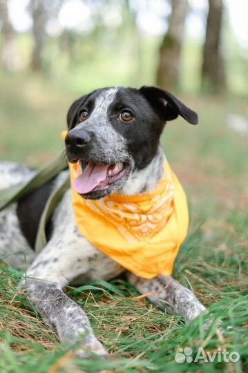 Щенок из приюта в дар