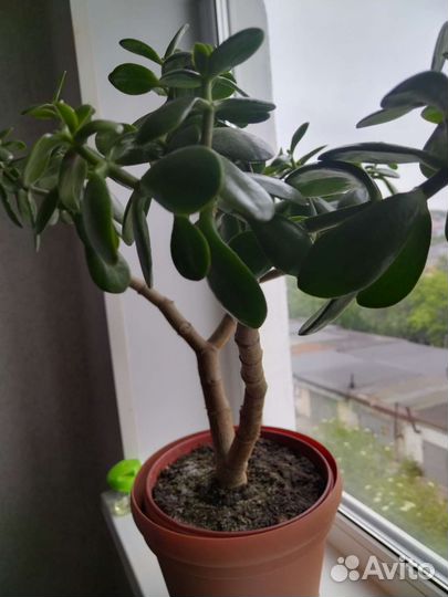 Продам цветы комнатные