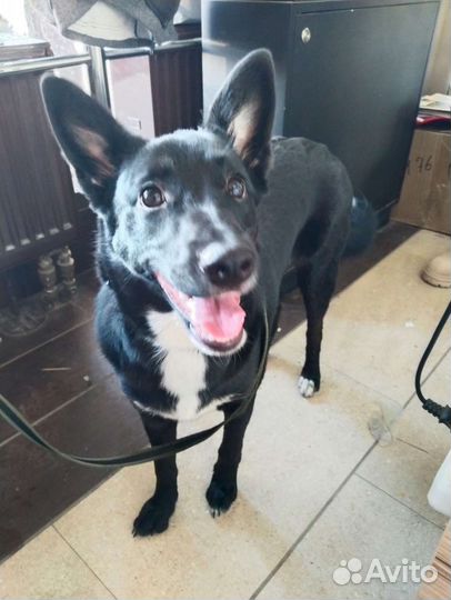 Молодая девчушка - веселушка