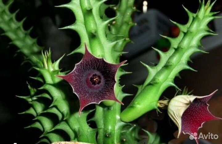 Гуэрния, стапелия