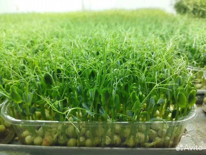 Семена гороха для микрозелени