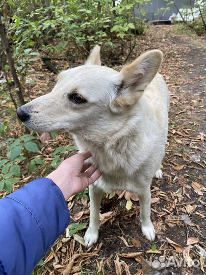 Небольшая ласковая собака в добрые руки