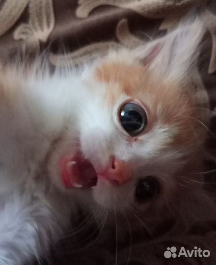 Отдам котенка в добрые руки