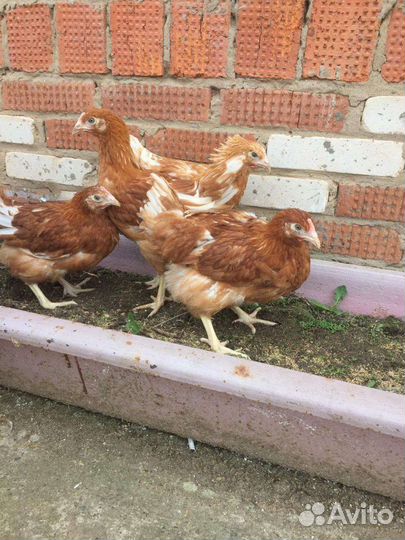 Куры несушки молодки