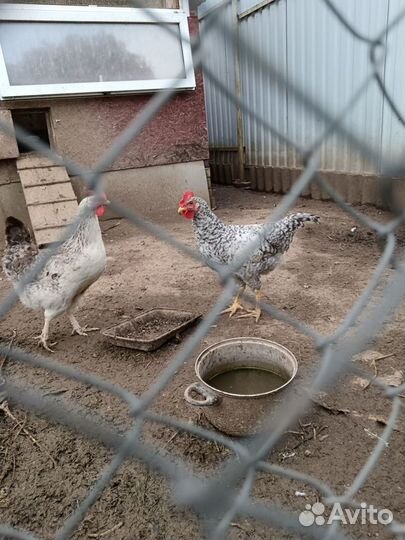 Молодой Петушок