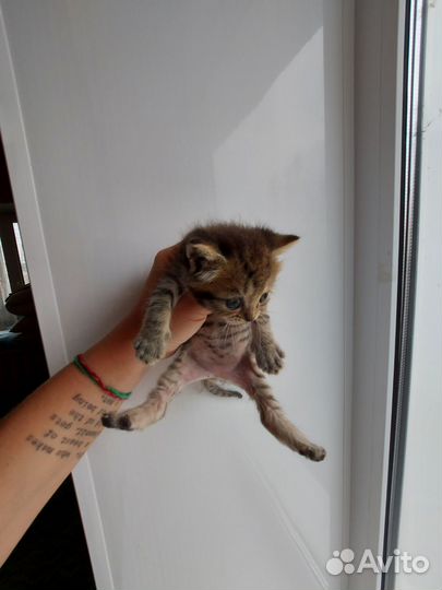 Кошка в дар