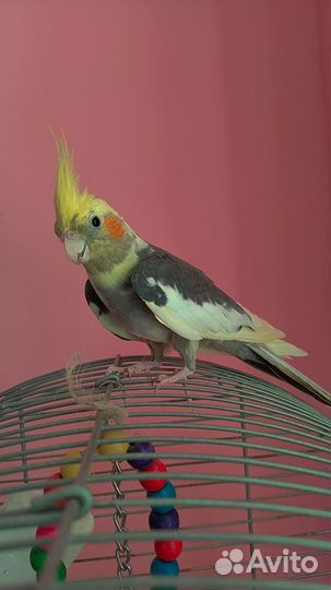 Попугай с клеткой