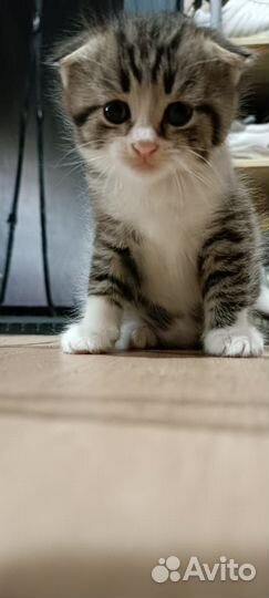 Шотландские вислоухие котята