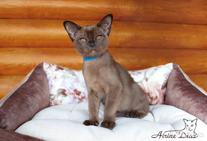 Европейская бурма