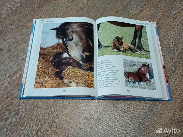 Книга О лошадях и пони, Махаон, 2016г, бу