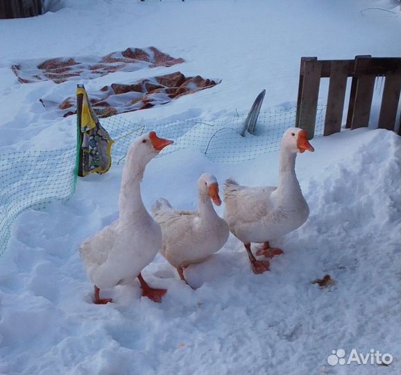 Продам гусей