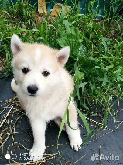 Щенки Хаски