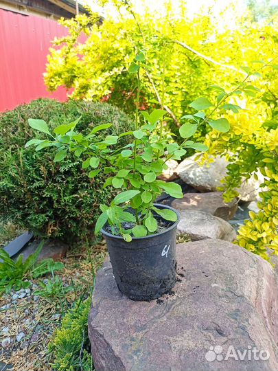 Барбарис желтый