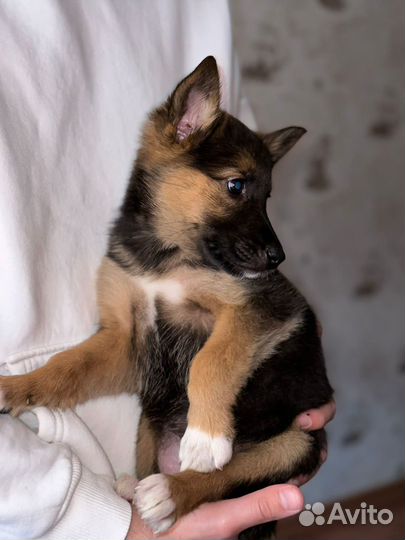 Щенок мальчик и девочка не крупные 2 мес