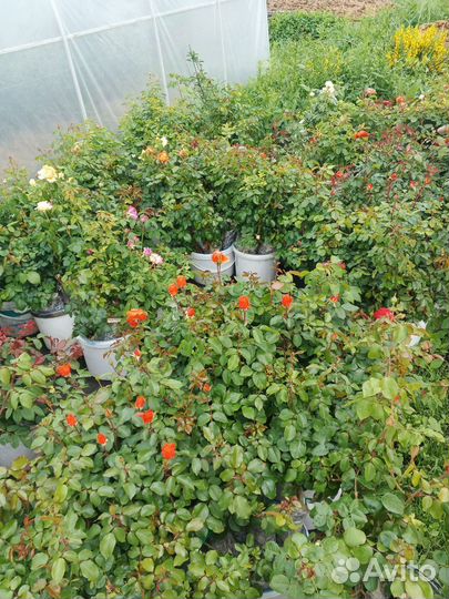 Саженцы роз