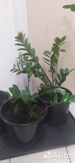 Замиокулькас